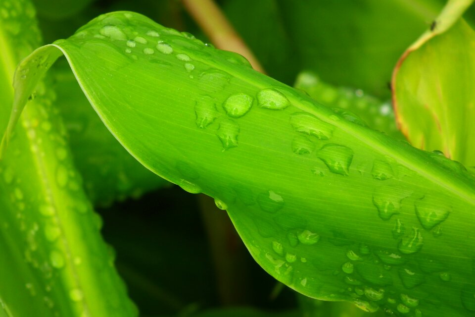 Plant rain tropical