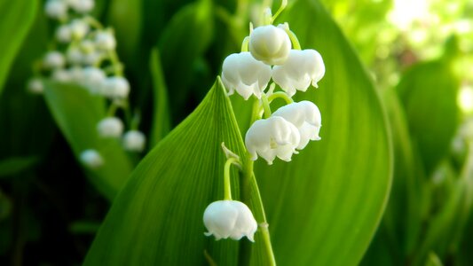 Flower plant spring