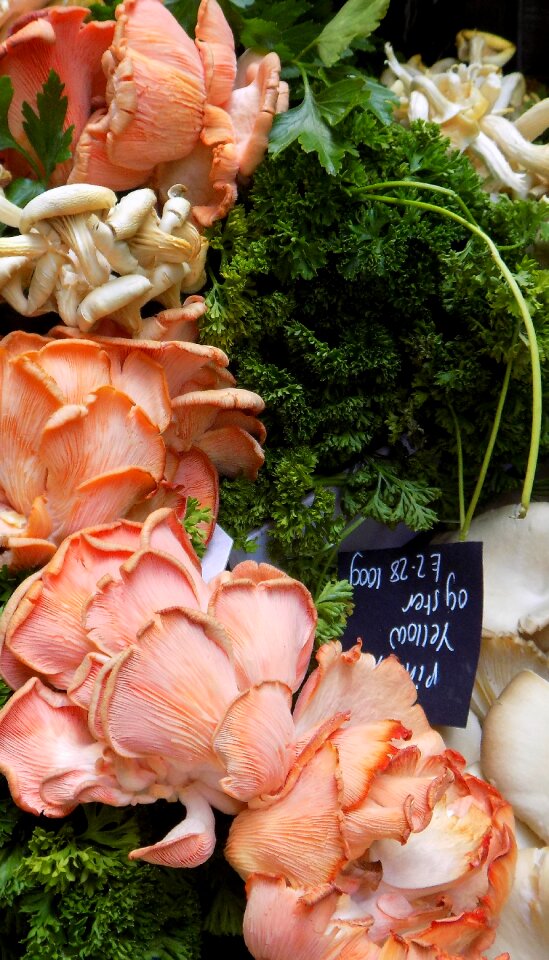 Mushrooms oyster mushrooms market