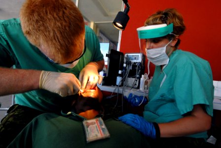 US Navy 070905-N-8704K-055 Canadian Forces Capt. Mark Hopkins and Cpl. Julie Belisle, both attached to Military Sealift Command hospital ship USNS Comfort (T-AH 20), provide dental care for a patient at Hôpital Universitaire