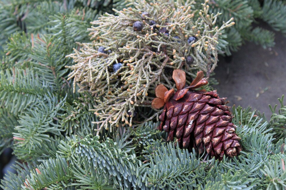 Evergreen cone branch