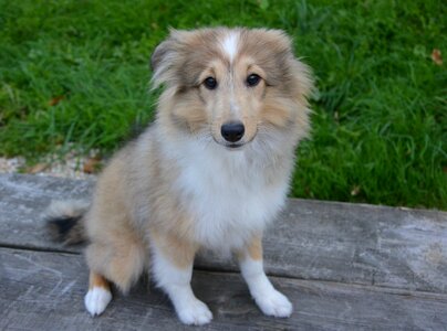 Dog sitting shetland sheepdog animal photo