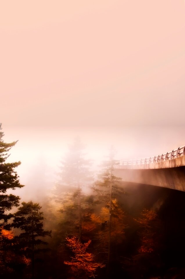 Woods fog haze