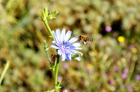 Nature macro spring flowers photo