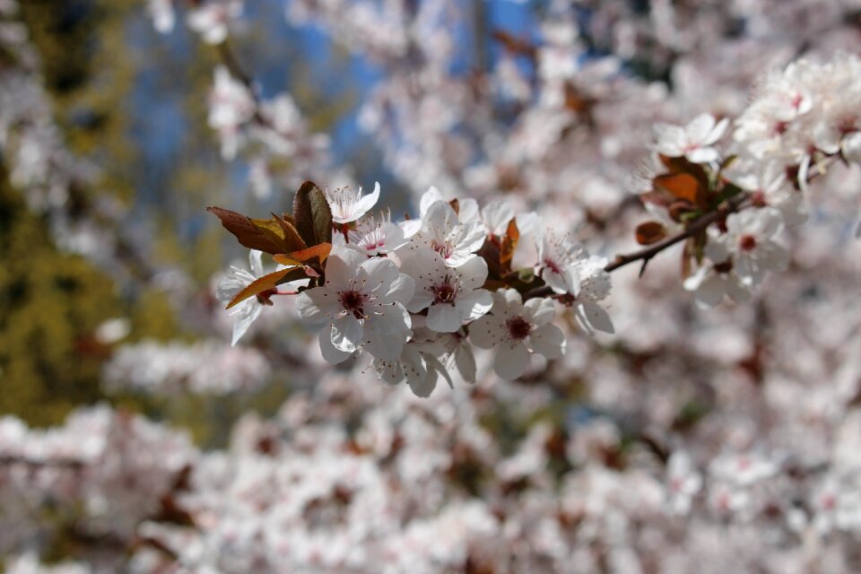 Tree flower flora