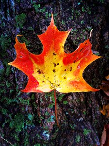 Red orange bark