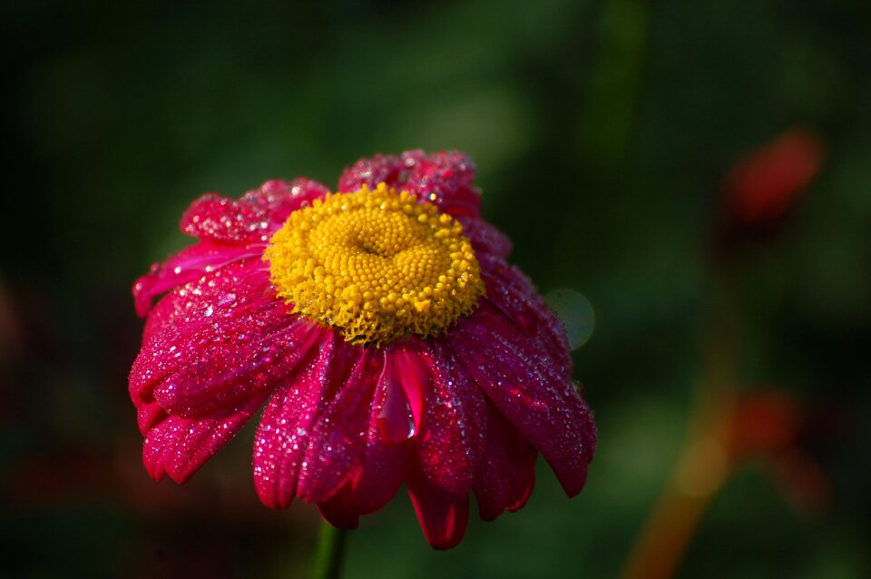 Close up dewdrop flower