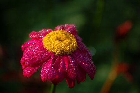Close up dewdrop flower photo