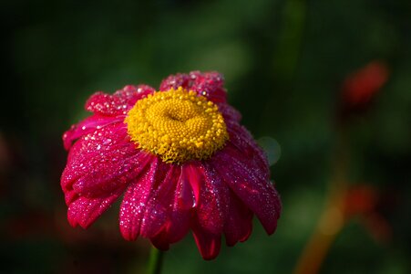 Close up dewdrop flower