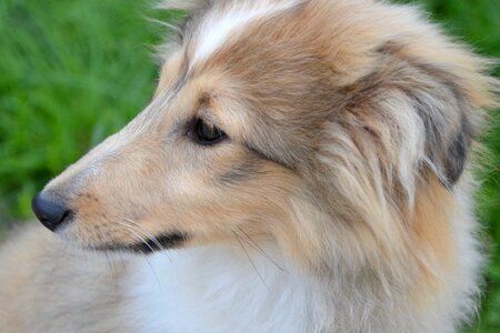 Shetland sheepdog head profile photo