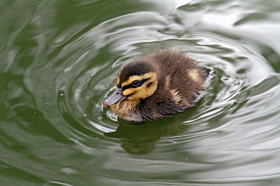 Bird pool wildlife