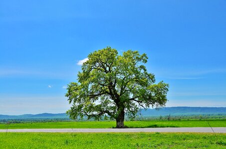 Landscape green summer