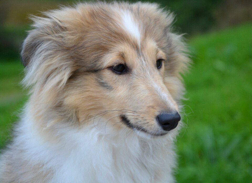 Portrait profile domestic animal shetland sheepdog