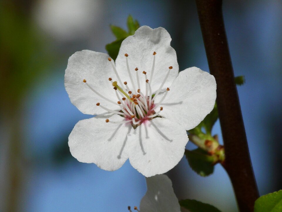 Petal leaf garden
