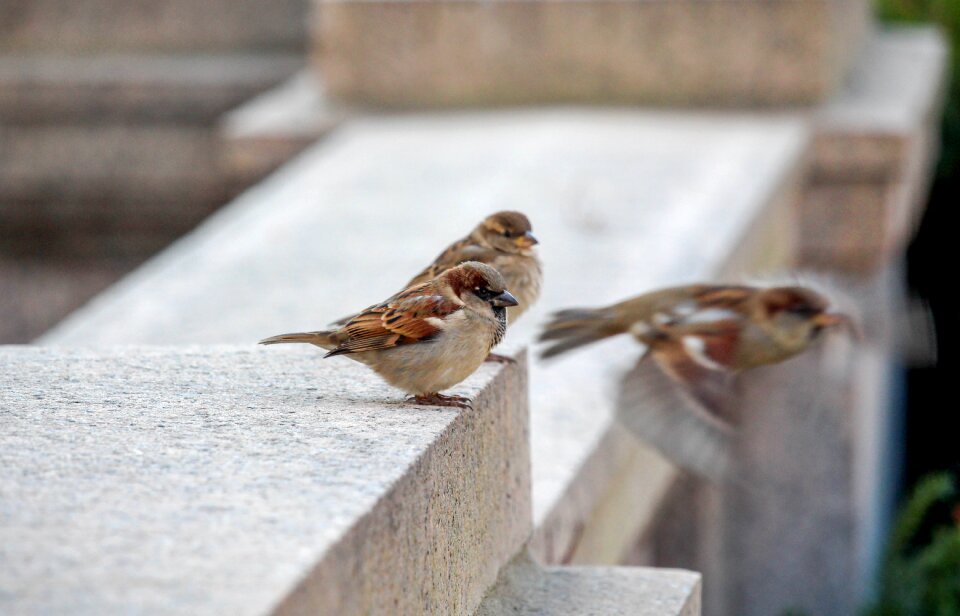 Outdoors sparrow animal