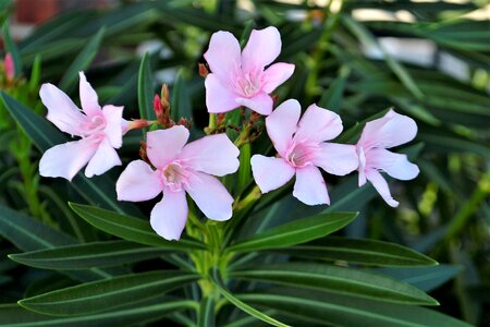 Grass leaves pink flowers photo