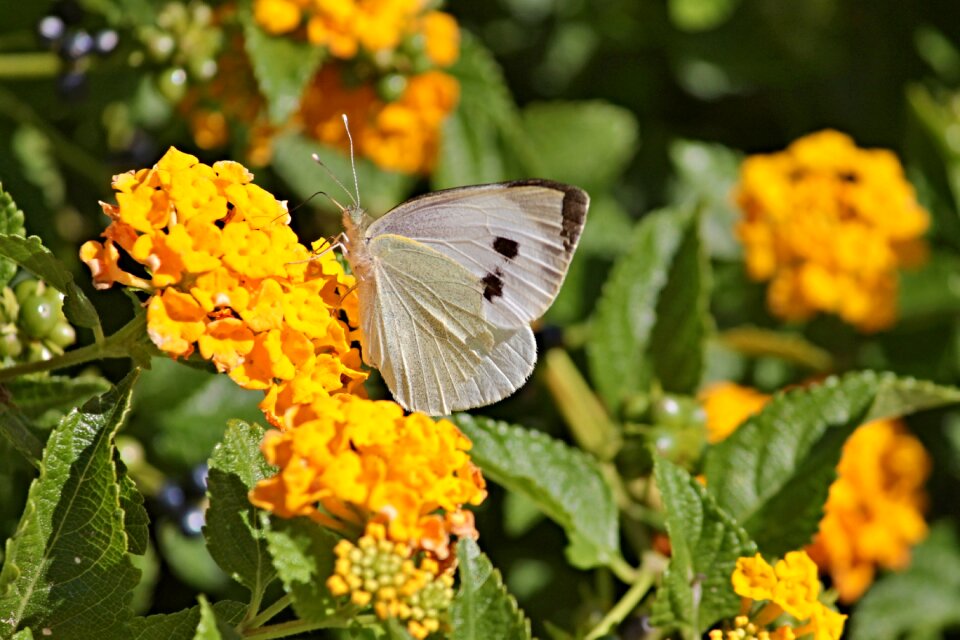 Butterfly insect lavender