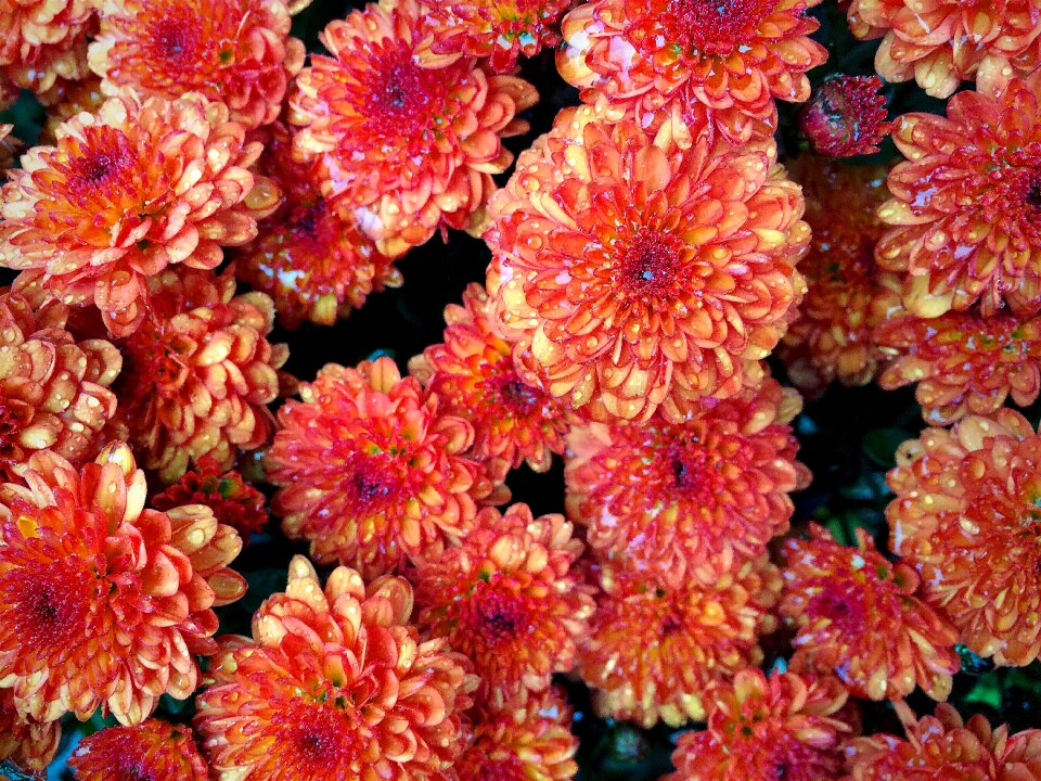 Flower flora color