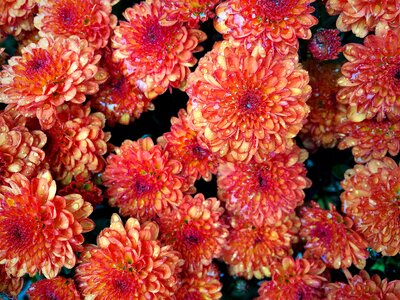Flower flora color