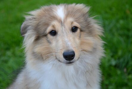 Shetland sheepdog animal soft