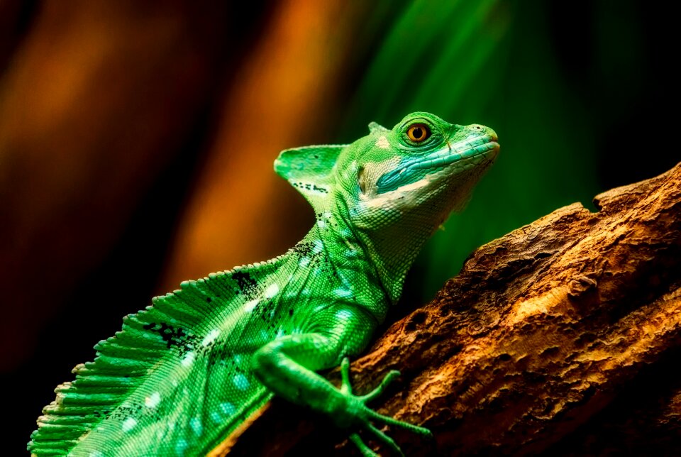 Macro wildlife nature