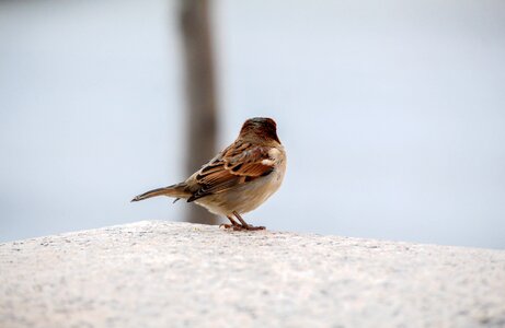 Outdoors winter sparrow photo