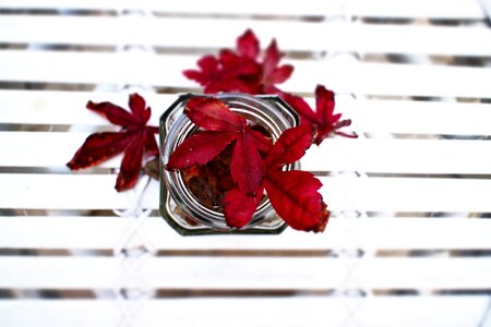 Dried leaves autumn red leaf photo