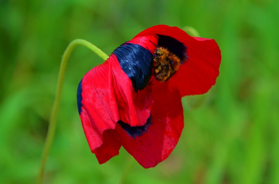 Bloom flower red photo