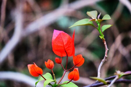 Flower outdoor garden