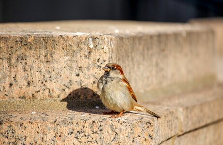Sparrow wildlife animal photo