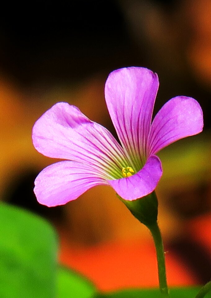 Wild flowers wild nature