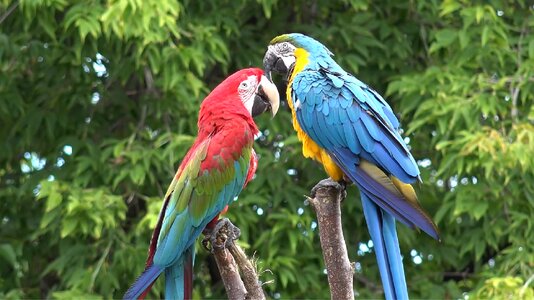 Wing parrot love photo