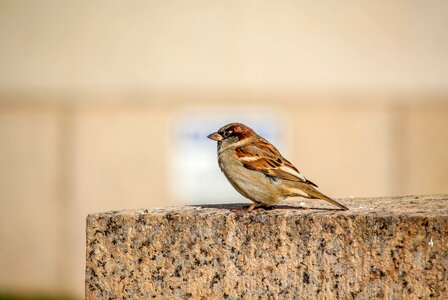 Animal little sparrow photo