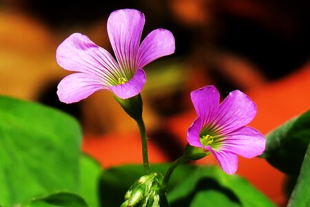 Wild flowers wild nature