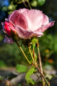 Rosebud flower blossom