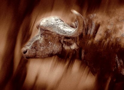Bull trophy portrait