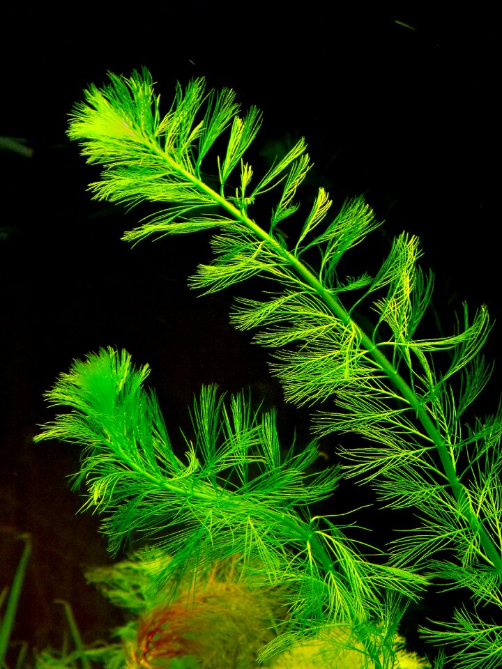 Nature aquarium aquatic plants