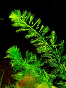 Nature aquarium aquatic plants