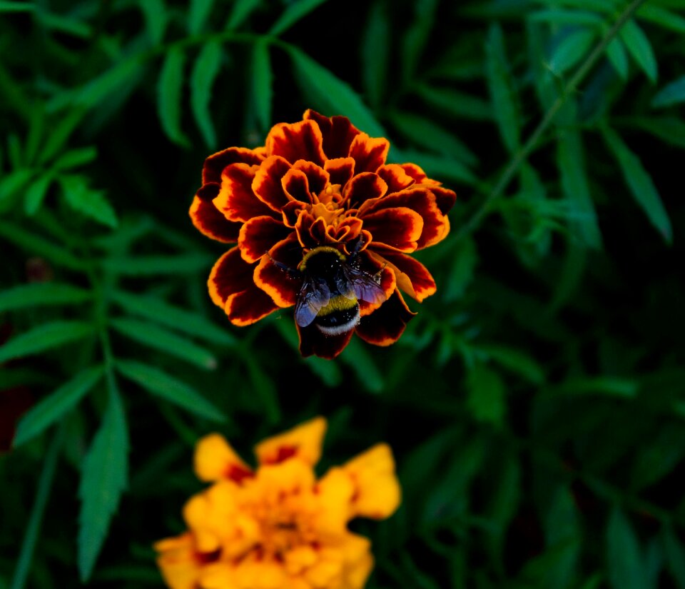 Summer flower bumblebee