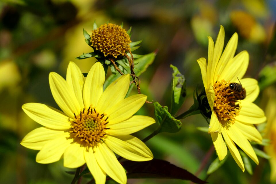Bee nature garden