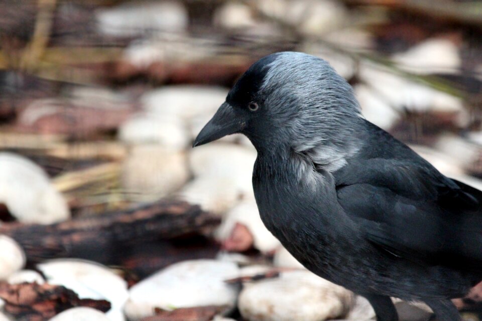 Corvids living nature nature
