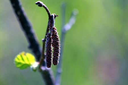 Nature outdoors bloom