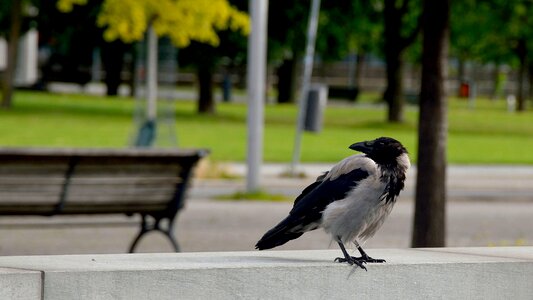 Grass bank bird