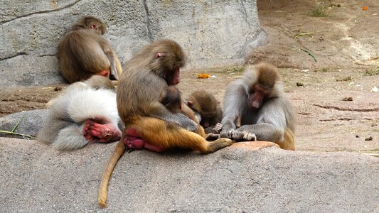 Zoo baboons hagenbeck hamburg photo