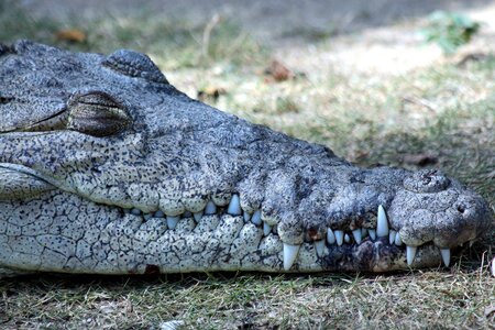 Crocodile reptile animals photo
