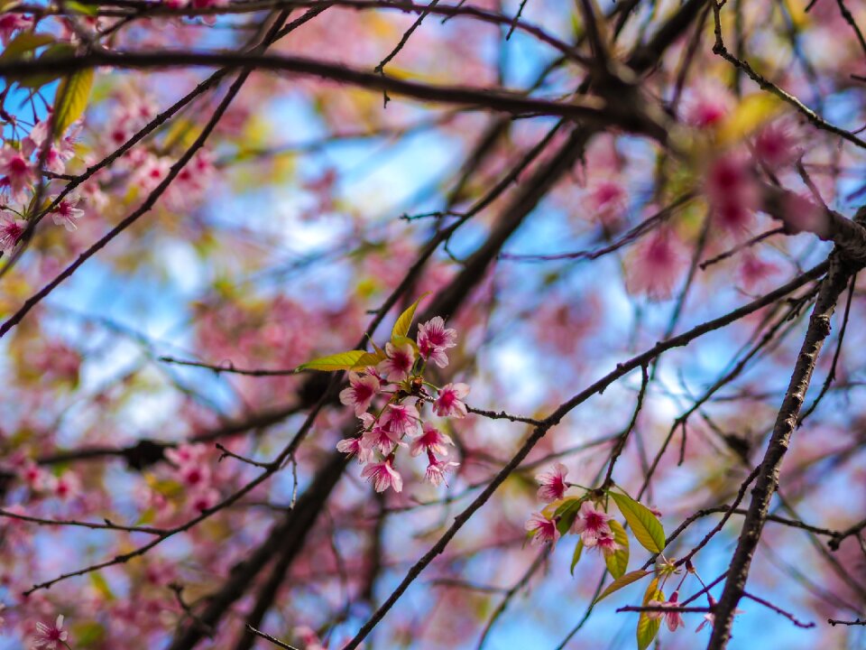 Nature flowers chiang rai