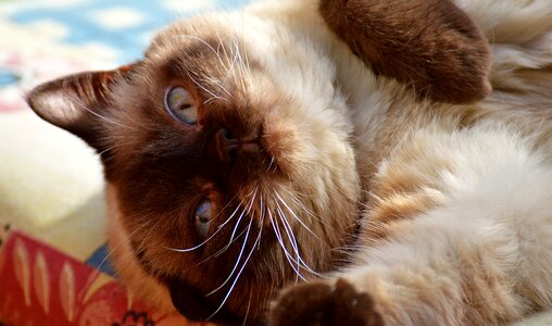 Mieze domestic cat british shorthair cat photo
