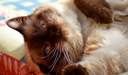 Mieze domestic cat british shorthair cat