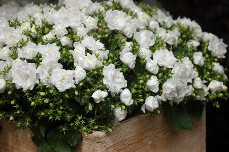 Floral flower arrangement white flowers photo