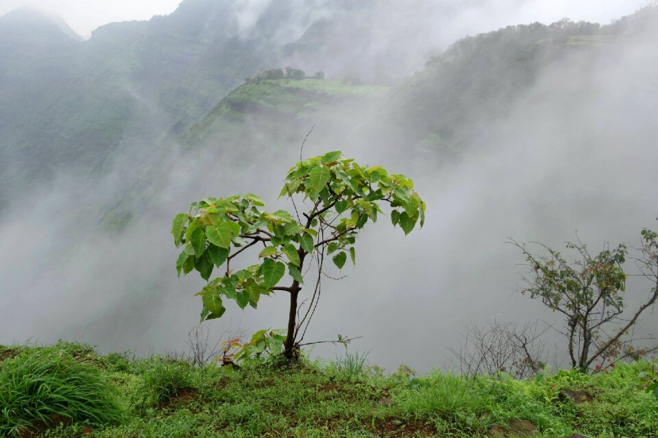 Mist landscape tree